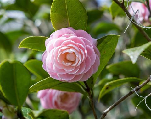 a picture of a camellia flower