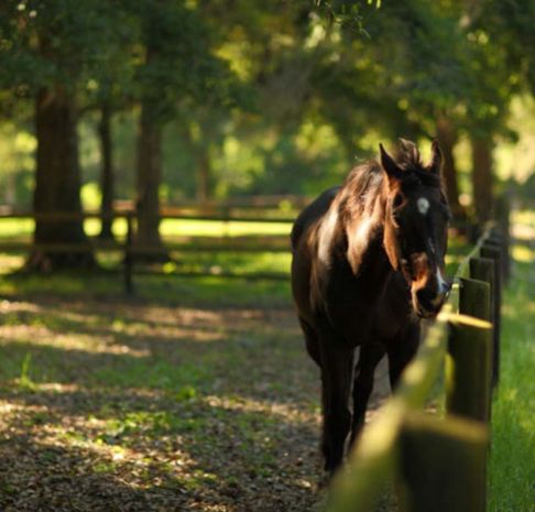 A horse next to a fence