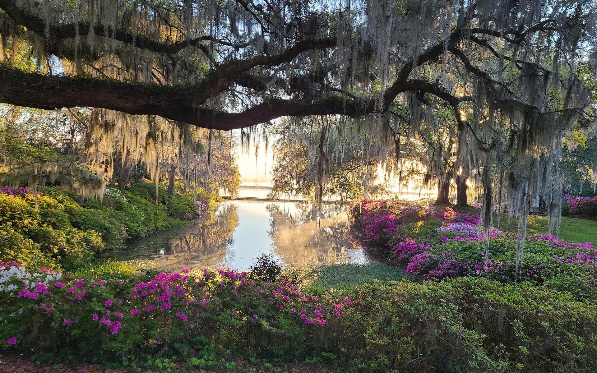 Willow tree overhanging flowers and a pond