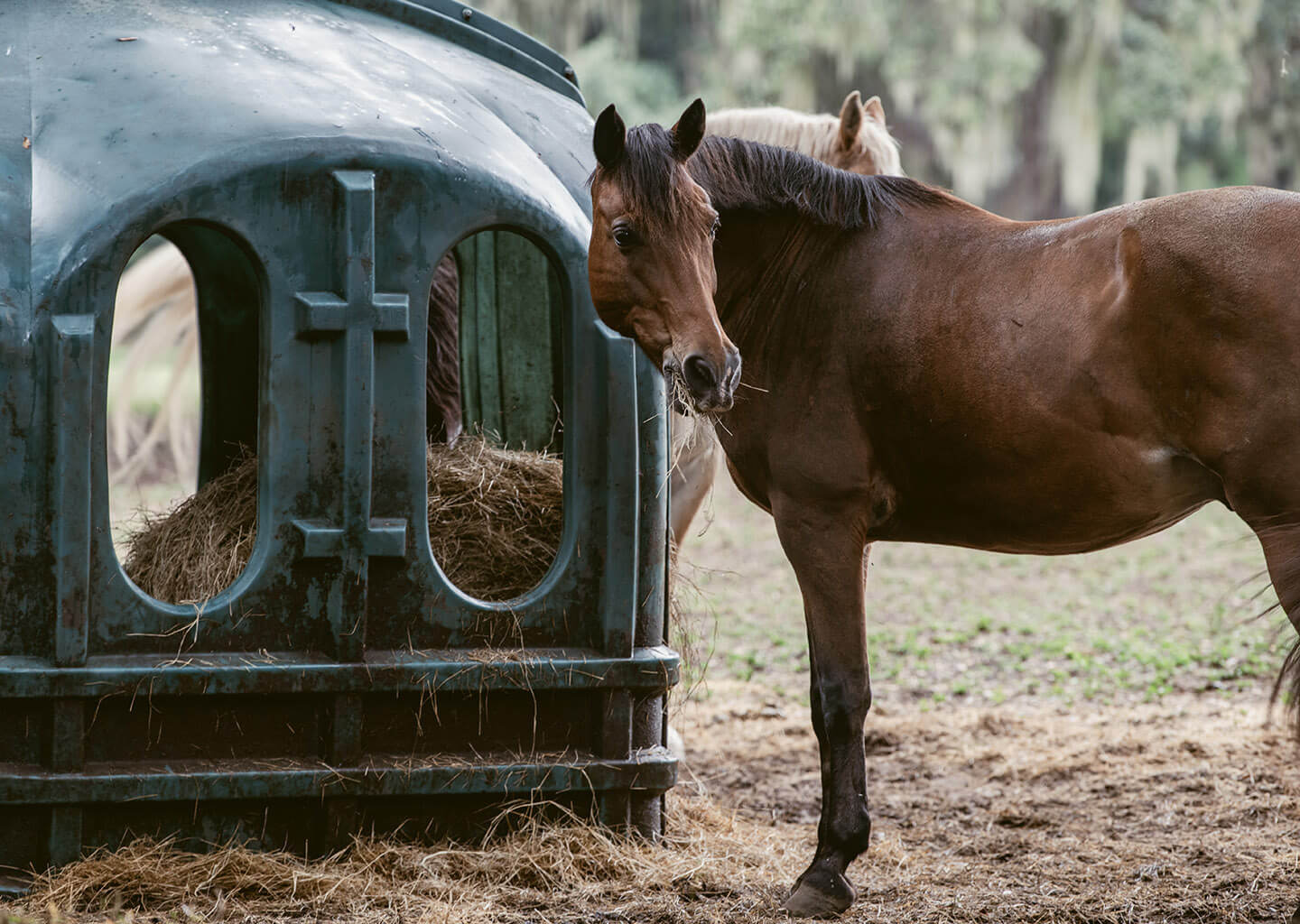 Horses eating hay out of a feeder