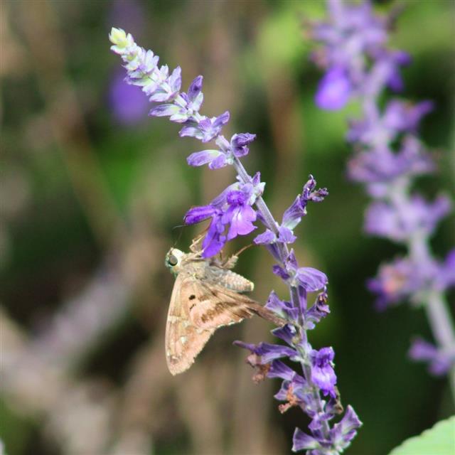 A butterfly on a flower