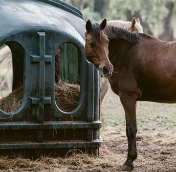 Meet the Heritage Breeds Tour
